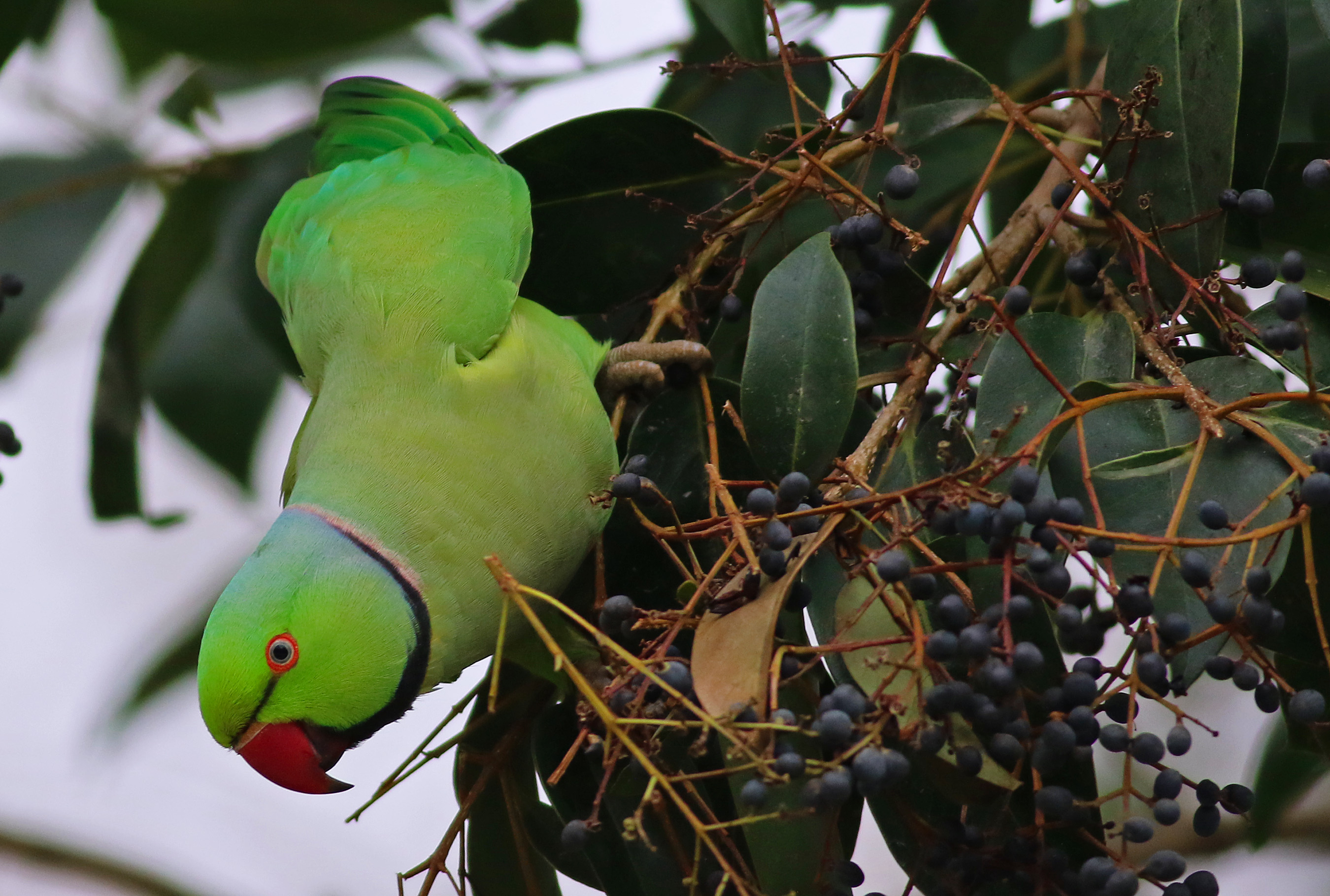 Rose-ringed Parakeet